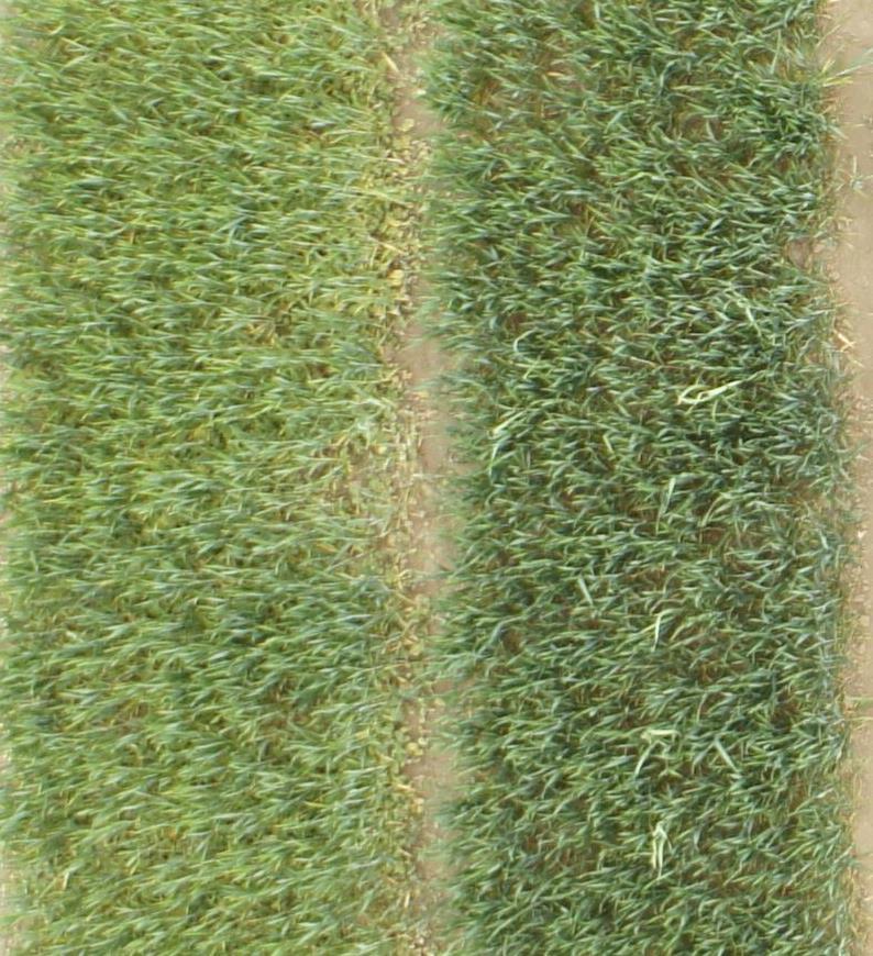 Difference between autumn and spring treatment (conventional OSR volunter) Spring application of Sekator OD (amidosulfuron + iodosulfuron) Autumn
