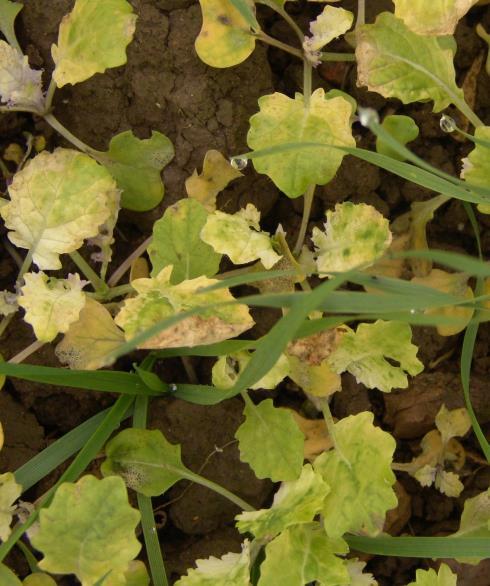 Tested herbicides: autumn