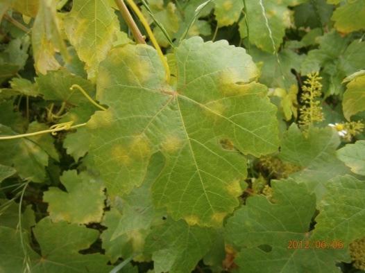 Downy mildew of wine grape Plasmoparaviticola, the causal agent of grapevine downy mildew, is a heterothallic oomycetethat overwinters as