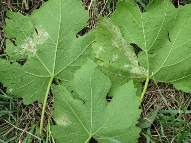 Cerevic, 2016 First observed downy mildew in the field Forecasting and Warning Service of Serbia Incubation period FiranjSremac, A., Lalić, B.