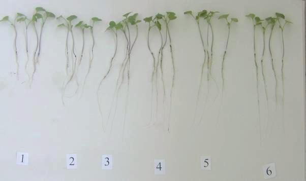 bioassays using plant residues have been developed.
