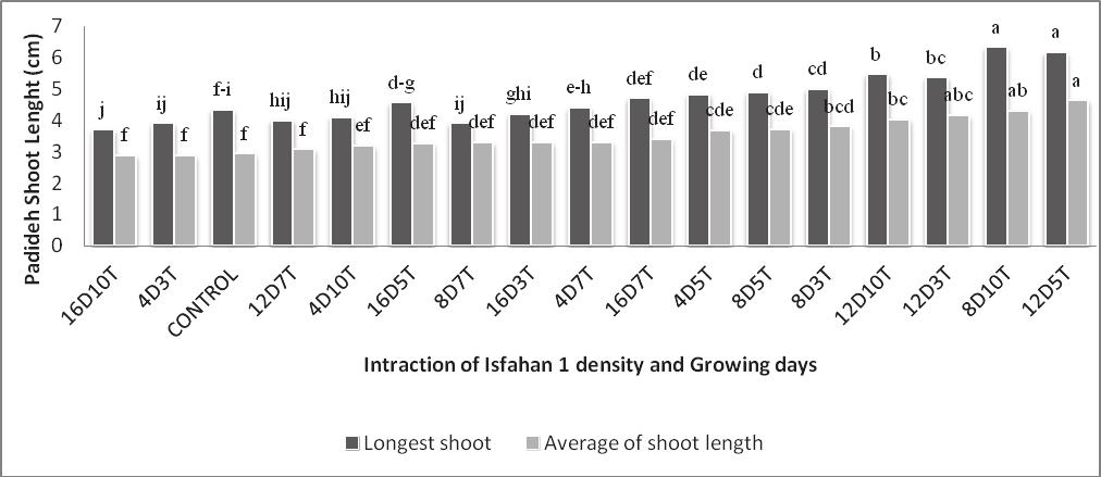 Padideh shoot length Fig. 3. Interaction effects of density and growing days of Isfahan 1 genotype planting on Padideh s seedlings.