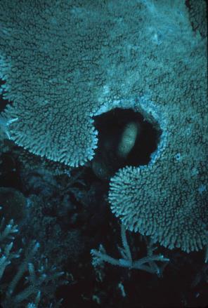 individual coral colonies Aggressive behavior: soft
