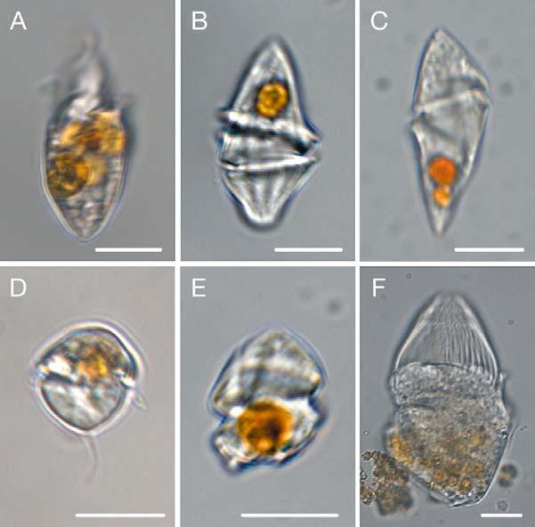 Fig. 4.2 Feeding by (A E) heterotrophic dinoflagellates and (F) a ciliate on Azadinium cf. poporum. (A) Oxyrrhis marina with several ingested A. cf. poporum cells, (B) Gyrodinium dominans with an ingested A.