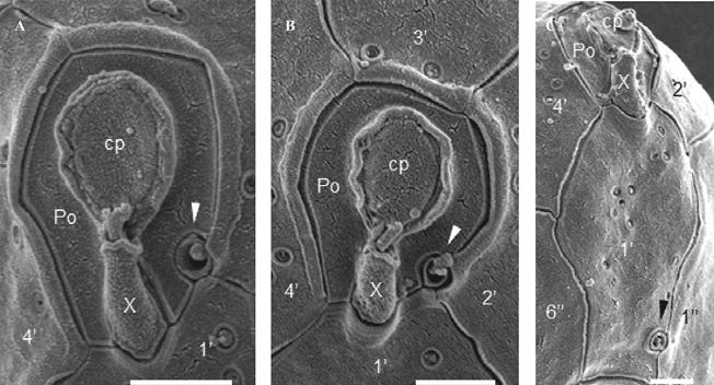 Fig. 2.4 Micrographs of cells of Azadinium cf. poporum taken using a scanning electron microscope showing the apical pore complex and other related features. A. Typical apical pore complex longer than wide with the ventral pore located at the intersection of the sutures of 1', 2' and Po (arrow).