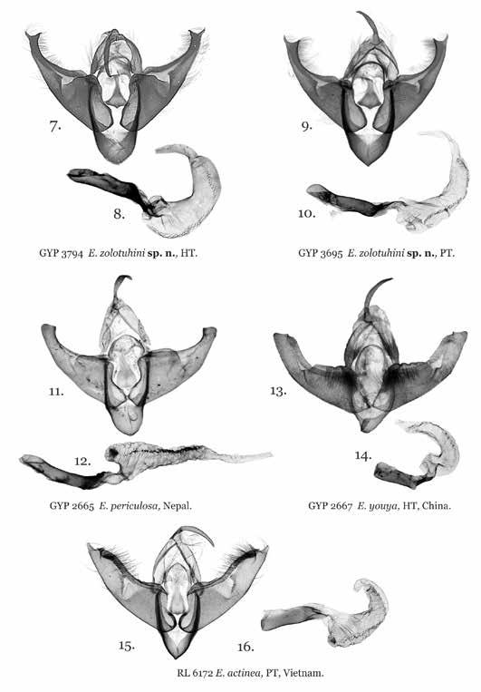 Figures 7 16. Euplexidia spp. males genitalia. 7. E. zolotuhini spec. nov., holotype, capsule, Vietnam, Lang Son, slide no. GYP 3794; 8. E. zolotuhini spec. nov., holotype, aedeagus, Vietnam, Lang Son, slide no.