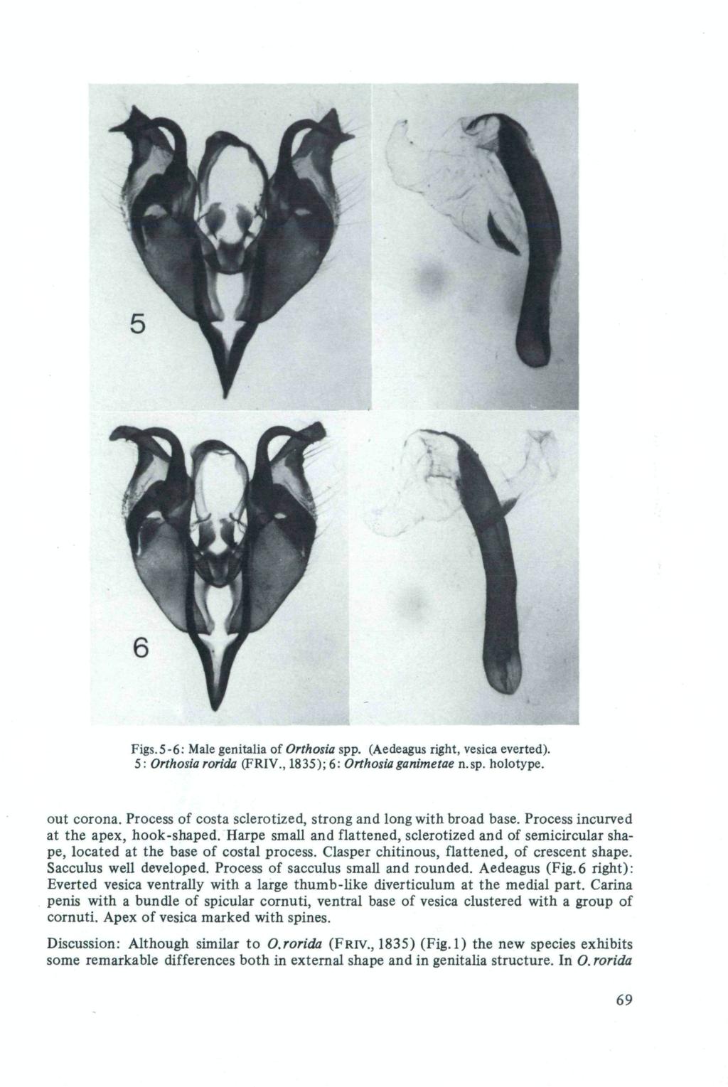 Figs.5-6: Male genitalia of Orthosia spp. (Aedeagus right, vesica everted). 5 : Orthosia rorida (FRIV., 1835); 6: Orthosiaganimetae n.sp. holotype. out corona.
