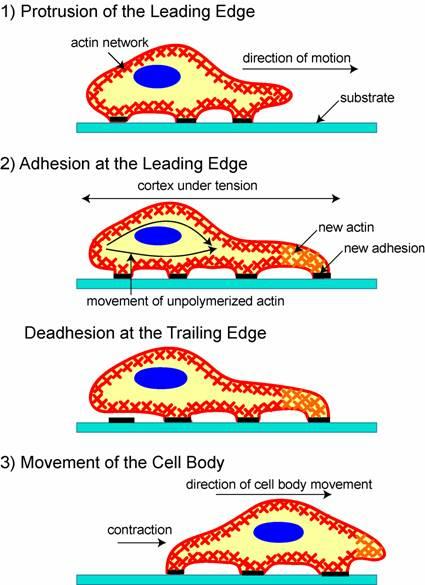 Implications for cell movement Cells need to exert force to move and to attach to surfaces at the leading edge.