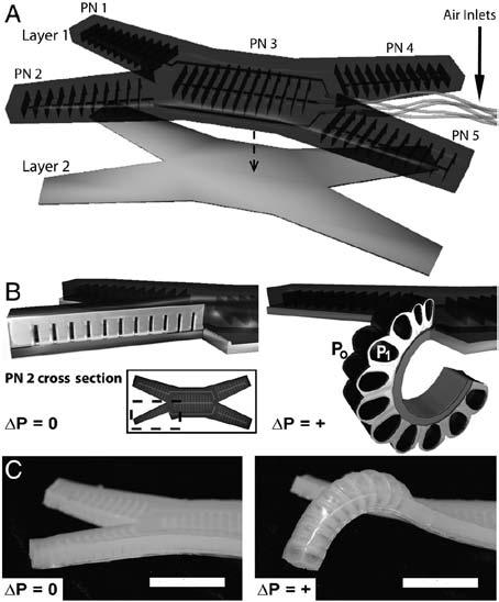 Viscoelasticity and soft robots Key for soft robots: match a deformable elastomeric layer to a non-deformable strainlimited layer.