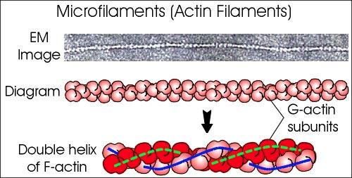 composed of actin Dimensions of actin