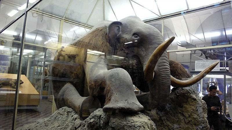Woolly Mammoth what is the significance?