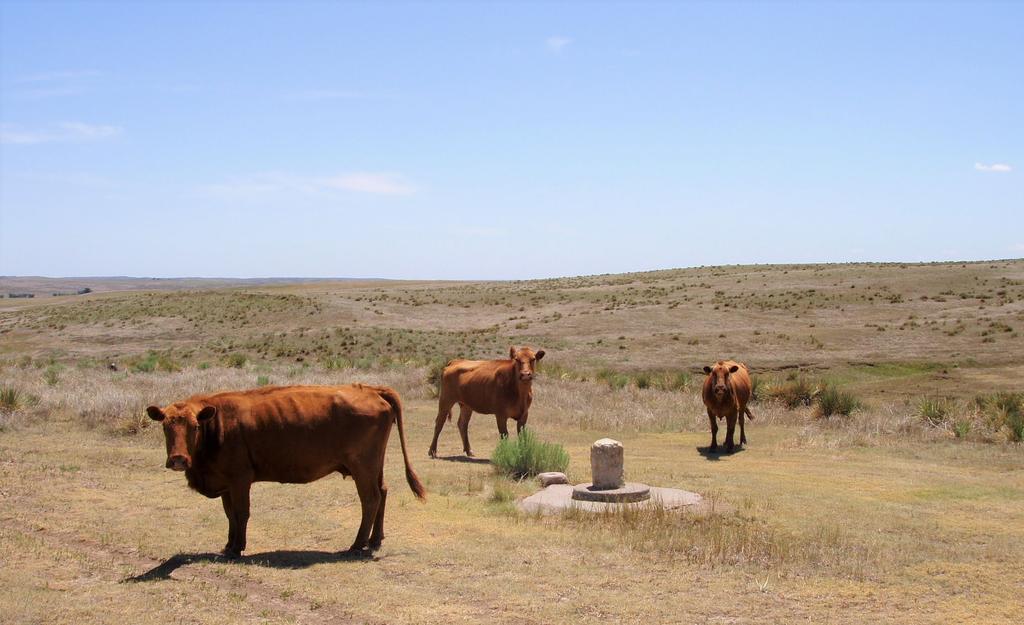 Cattle frequently visit Chaffee s south end of the 25th Meridian. This monument was later discovered to be over 600 south of the 40th Parallel where the states of Colorado, Kansas and Nebraska meet.