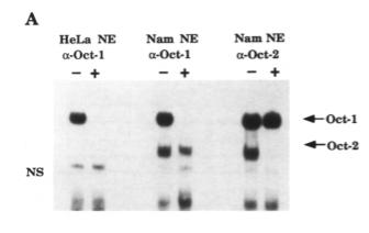 The B cell- specific co- ac&vator OBF- 1/OCA- B/Bob1 Namalwa: