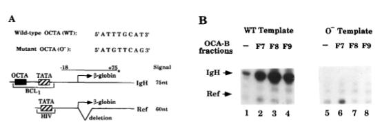 The B cell- specific co- ac&vator OBF- 1/OCA-