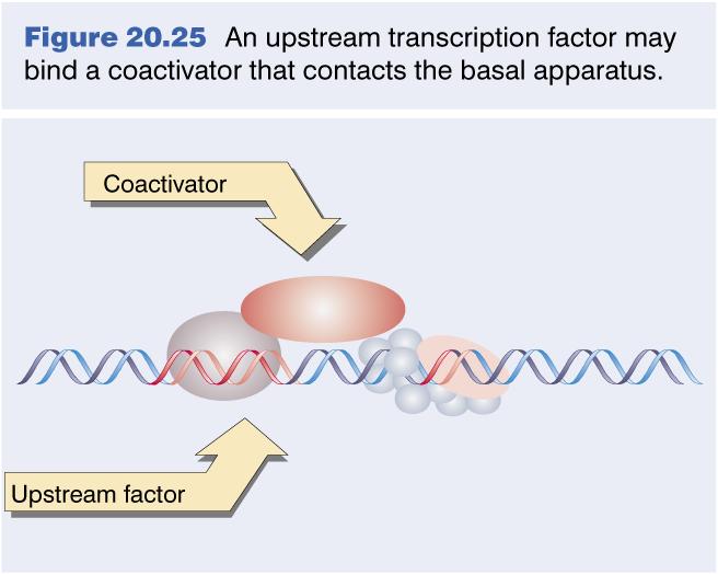 Co- regulators: a separate class of transcrip&on regulators Do not bind to DNA by themselves (i.e. are not TFs) Are not part of the basal machinery (i.