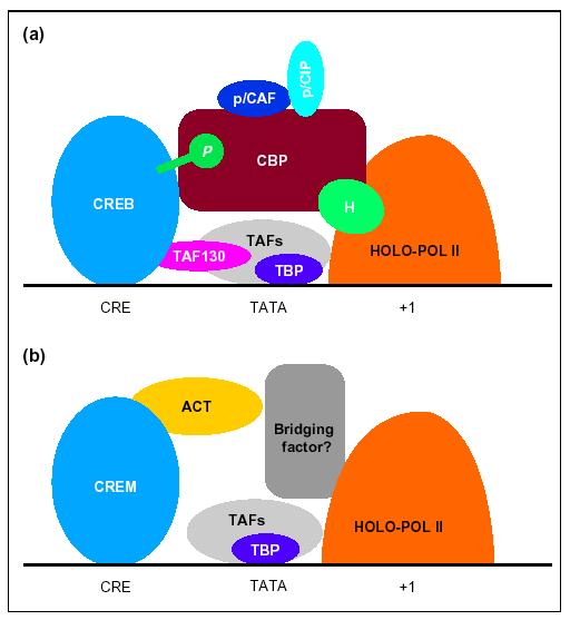 CREB and CREM use different co-activators CBP/p300