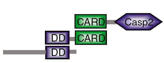 domain CARD Caspase