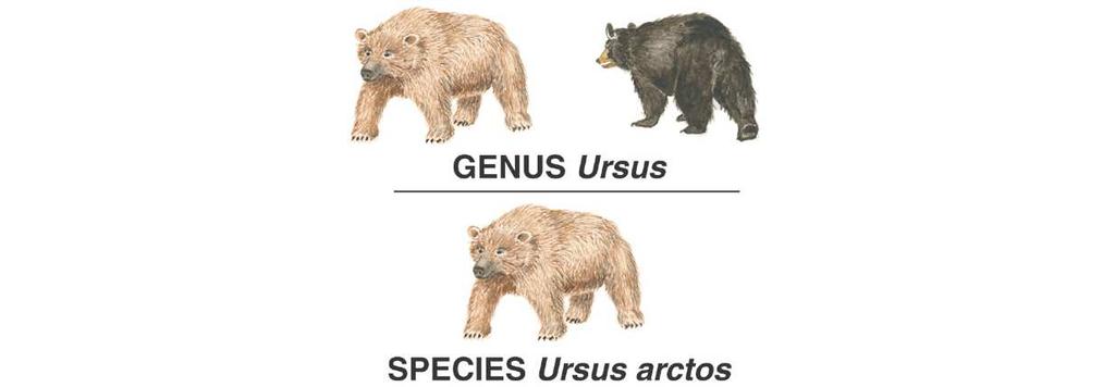 Linnaeus's System of Classification Each level is called a taxon, or taxonomic