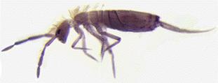 The most dominant microarthropods Mites: Class: Arachnida Order: Acarina