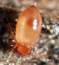 Prostigmata Spring tails: Class: Insecta Order: Collembola Eighteen