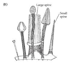 spines on skeletal plates of