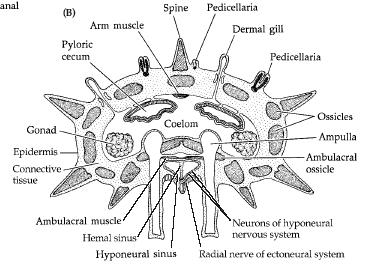 Water vascular system What do Echinoderms look like?