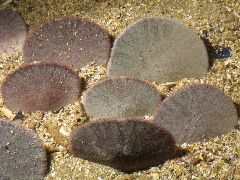 Sand dollars use spines to burrow in sand.