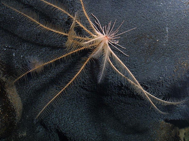 Class Crinoidea (sea