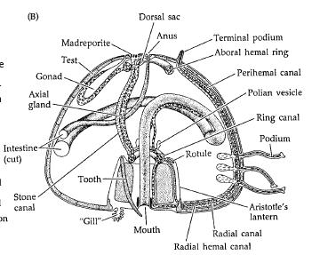 Echinoids How do Echinoderms feed and