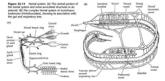 Circulation How do Echinoderms maintain homeostasis? Internal transport by coeloms, water vascular system, and hemal systems.