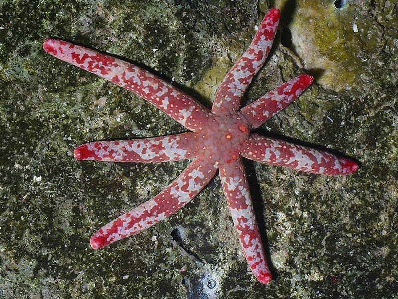 How do Echinoderms reproduce and develop? Asexual reproduction Most capable of regenerating lost parts.