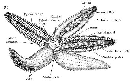 How do Echinoderms reproduce and develop? Sexual reproduction Most gonochoristic.