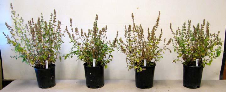 Representative Nepeta plants 10