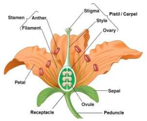 We will detail the difference between carpel and pistil in Lab 13: Fruits. For exams, know the definition of a pistil. April 11 Angiosperms I Angiosperm (angio vessel + spermos seed ).