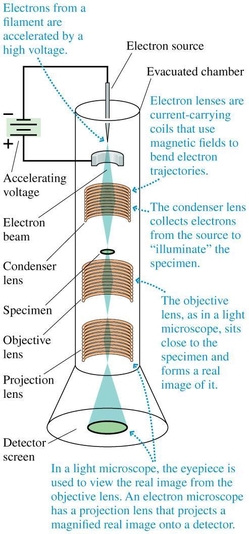 The Electron Microscope This figure shows a