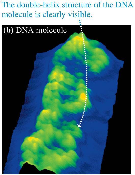 Tunneling and the Scanning Tunneling Microscope This image is of a DNA molecule and shows the actual twists of the doublehelix
