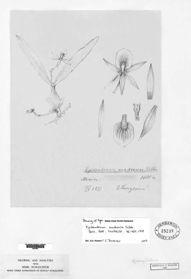 Karremans: Prosthechea madrensis, a reconsideration of Epidendrum madrense Fig. 1.