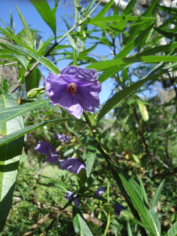 from the trail-head sign down along the creek, you may have noticed showy splashes of purple in our riparian revegetation area. The shrub responsible is Solanum laciniatum (Kangaroo apple).