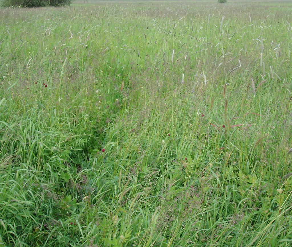 MG4c: Holcus lanatus (Yorkshire fog) subcommunity. This unit has a generally higher cover of grass species and is more widespread than the Agrostis subcommunity.