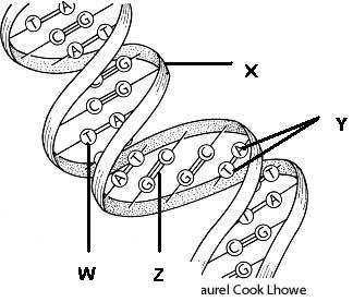 DNA Structure and Replication Chapter 8 (7 questions) What is the function of DNA in cells?