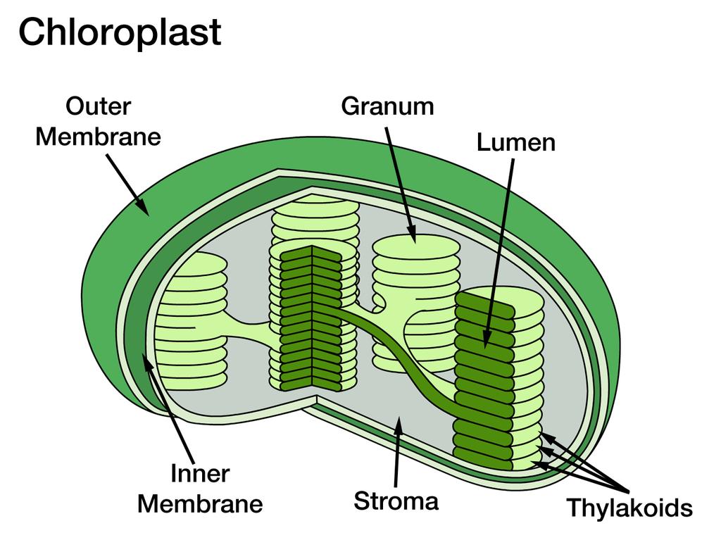 Inside the chloroplast