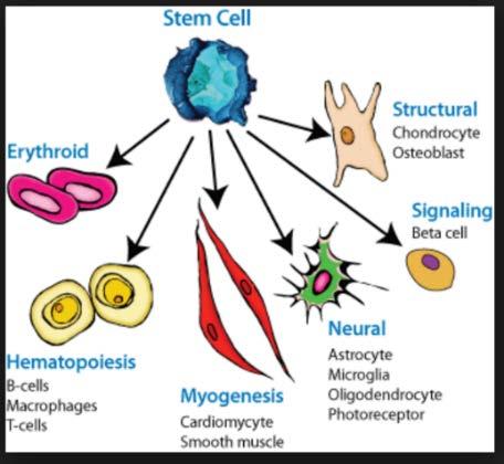 Cell differentiation is the process by which stem cells become specialized.