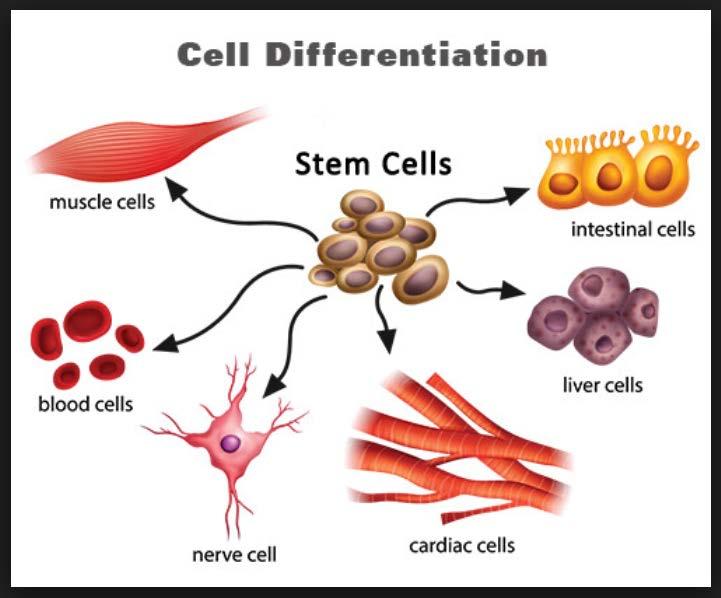 So now that we have these different cells, like skin cells. How do we get the different expression of skin color?