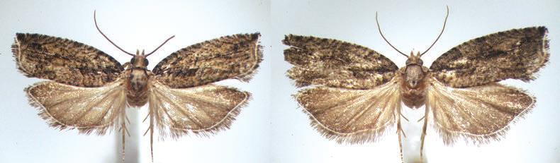 34 Budashkin & Zlatkov: Epinotia from southwestern Bulgaria 1 2 Figs 1, 2. Epinotia nigristriana sp. n. 1. Male (holotype). 2. Female (paratype). Scale bar = 5 mm. mens (Zlatkov 2011).