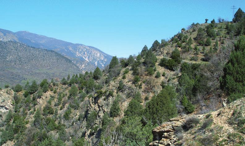 35 Fig. 5. Locus typicus in Kresna Gorge, 05.04.2009. The green trees are mostly Juniperus excelsa M. B.