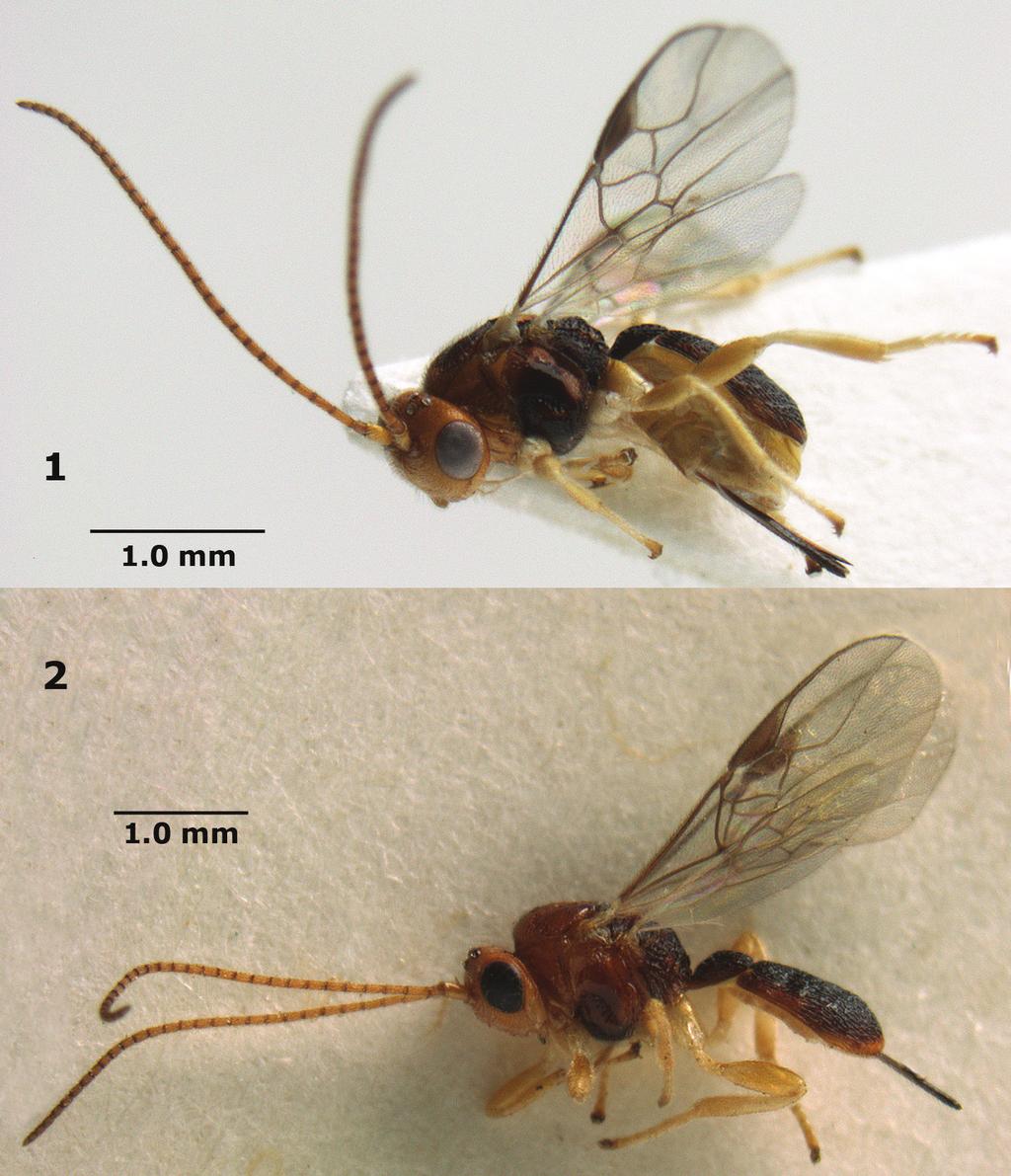 126 Cornelis van Achterberg et al. / Journal of Hymenoptera Research 28: 123 134 (2012) Figures 1 2. Orientopius europaeus sp. n., female, holotype (upper) and paratype. Habitus lateral.