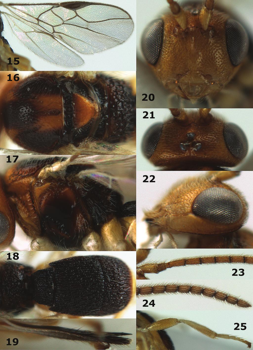 128 Cornelis van Achterberg et al. / Journal of Hymenoptera Research 28: 123 134 (2012) Figures 15 25. Orientopius europaeus sp. n., female, holotype.