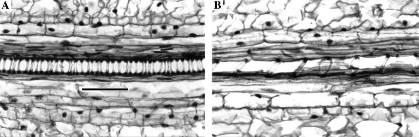 94 MacAdam and Nelson Ð Secondary Cell Wall Deposition During Grass Leaf Development FIG. 5.