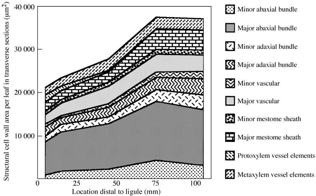 Data for individual structural tissues from one major and one minor ridge from each leaf were multiplied by the number of ridges of that type occurring across the width of that leaf to estimate total