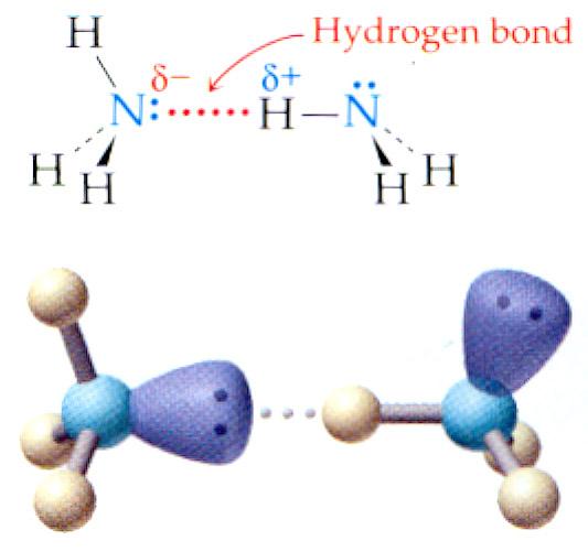 ydrogen bonds ydrogen bonding arises from an unusually strong and directed dipole- dipole force. When is bonded to a very electronegative element (F, O, N) the bond is polar covalent.
